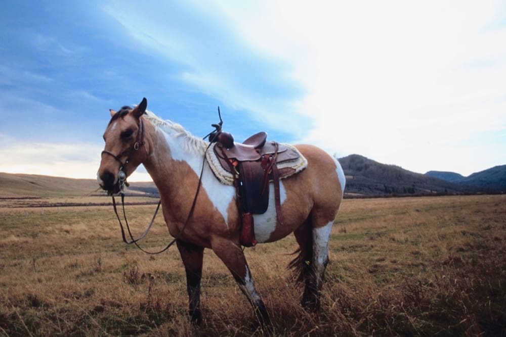 Cocaine nose may cause saddle nose, curving the nose like a horse’s saddle, Prosperity Haven warns.